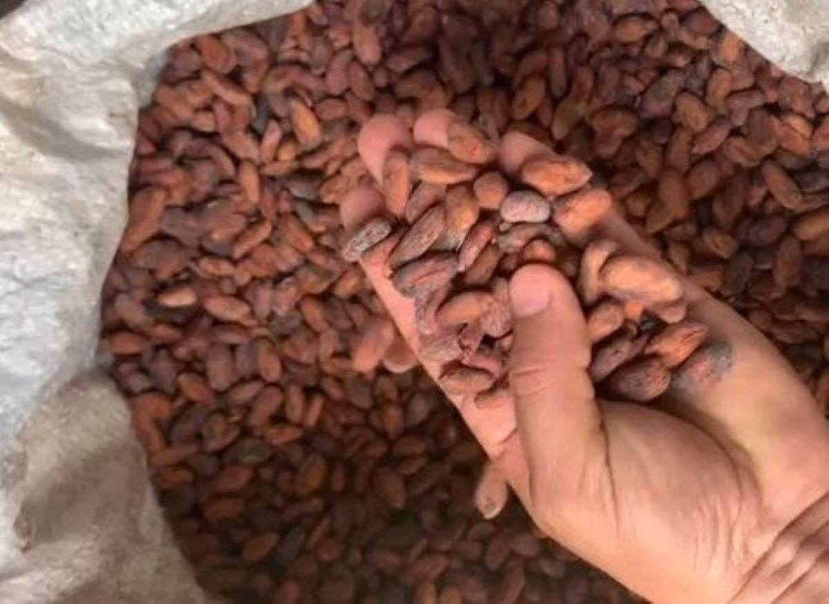 Produtores rurais recebem auxílio da AteG para produzir cacau em Mato Grosso