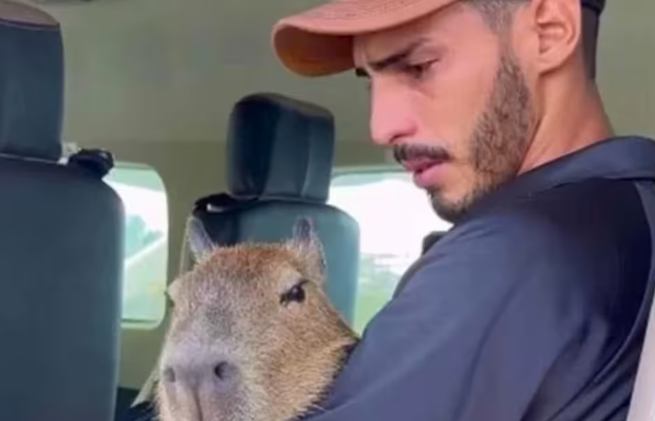 Justiça manda Ibama devolver a capivara Filó ao influencer Agenor após flagrante