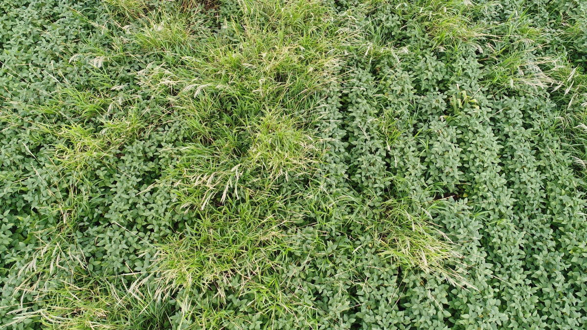 Pesquisadores monitoram resistência de plantas daninhas a herbicidas em Mato Grosso