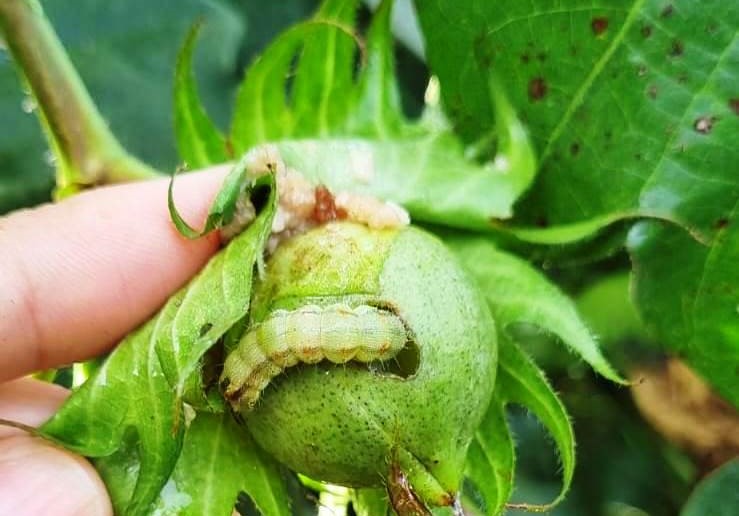 Fundação MT avalia danos e populações de lagartas em biotecnologias do algodoeiro