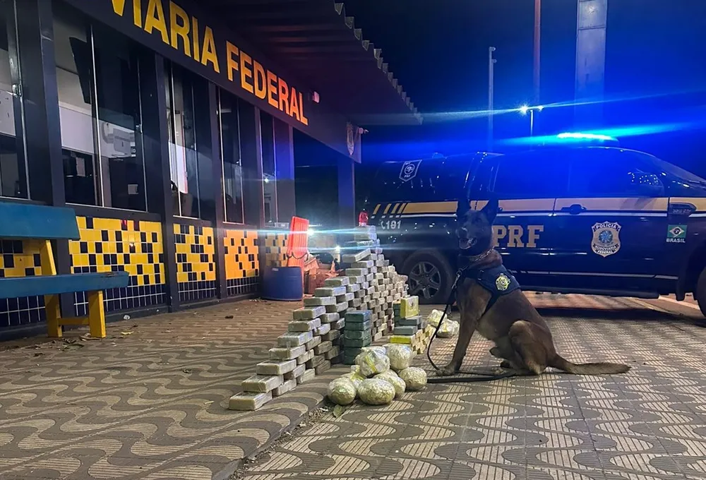 Rondonópolis | Com ajuda de cães farejadores, PRF encontra quase 180 kg de drogas em caminhão