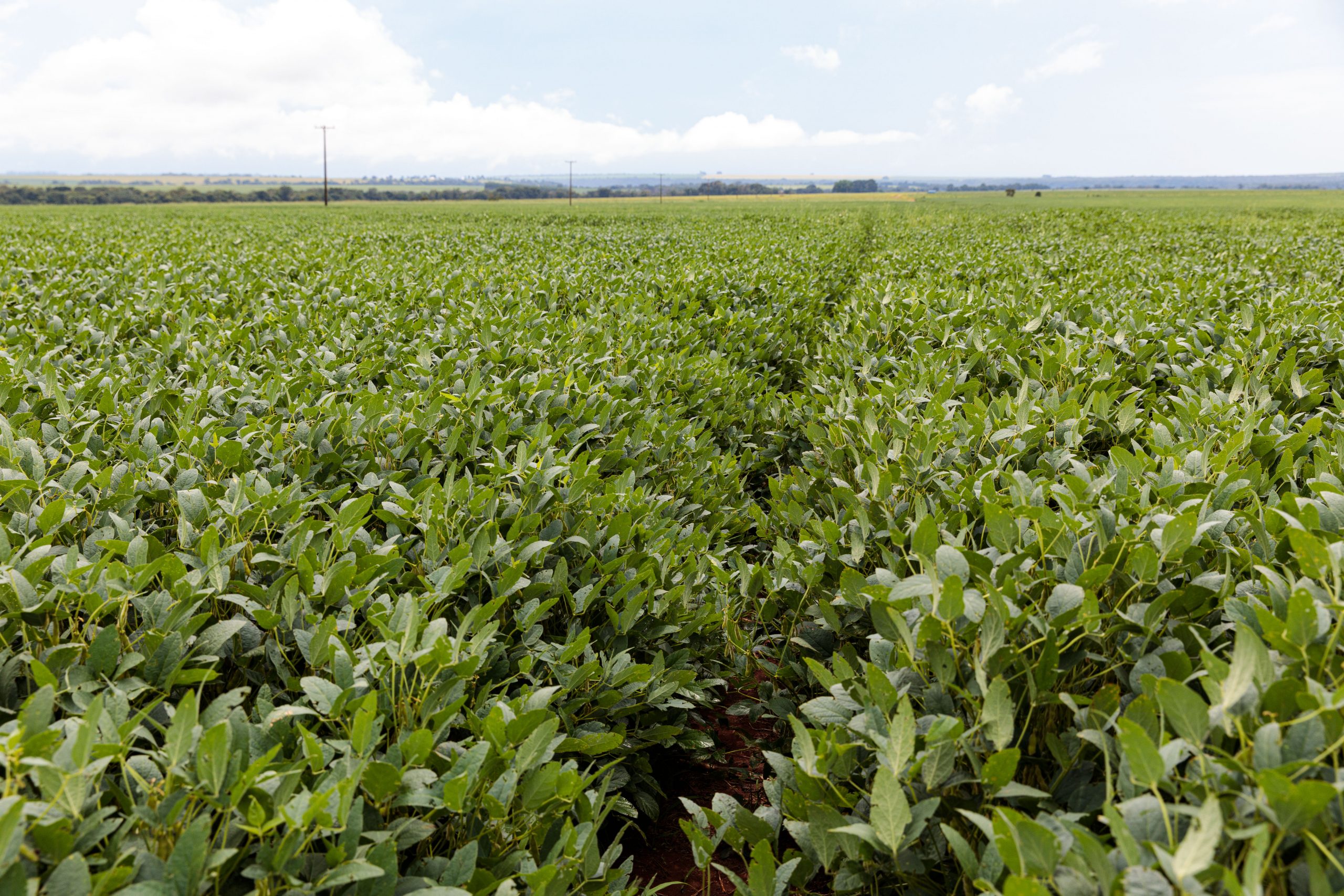 Ministério da Agricultura altera calendário de plantio e Mato Grosso terá que modificar norma