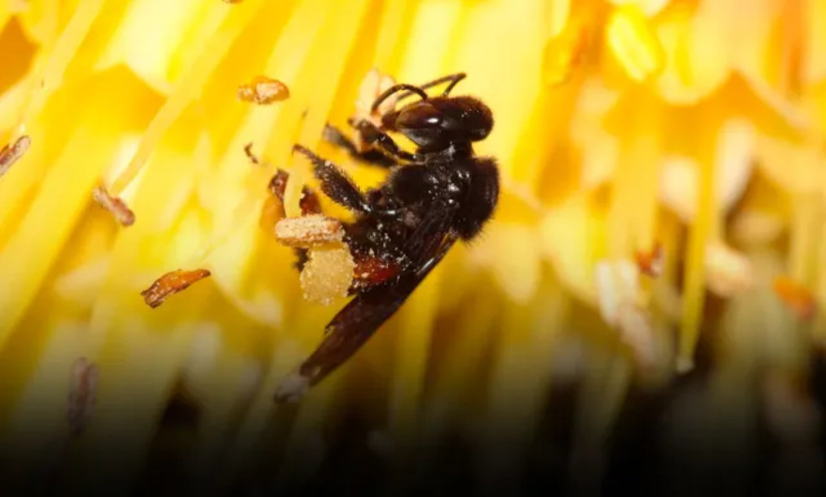 Homem de 50 anos morre após ataque de abelhas em zona rural de Cuiabá