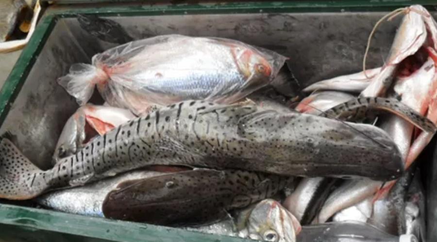 Comerciantes e pescadores profissionais devem declarar estoque até quarta-feira
