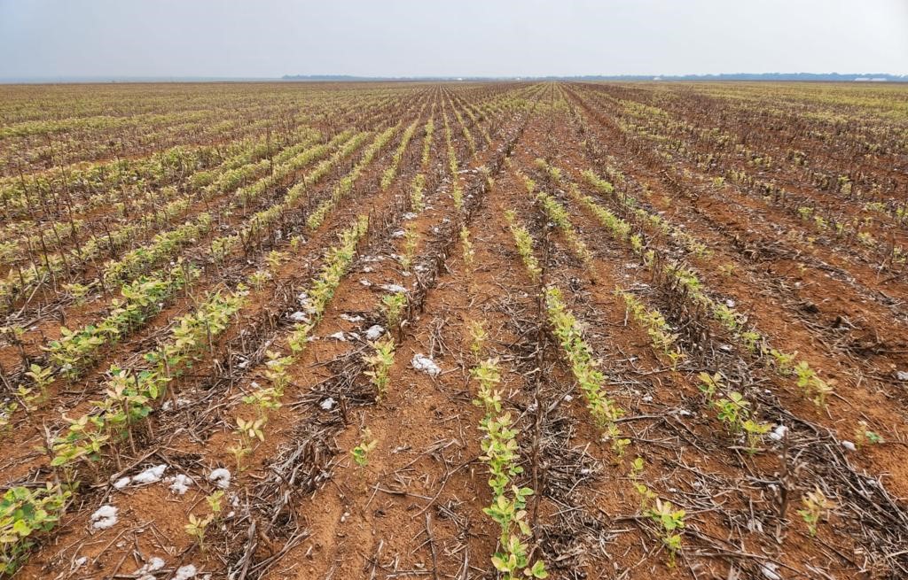 Calor intenso e falta de chuva atrasam o plantio e castigam a soja recém-emergida
