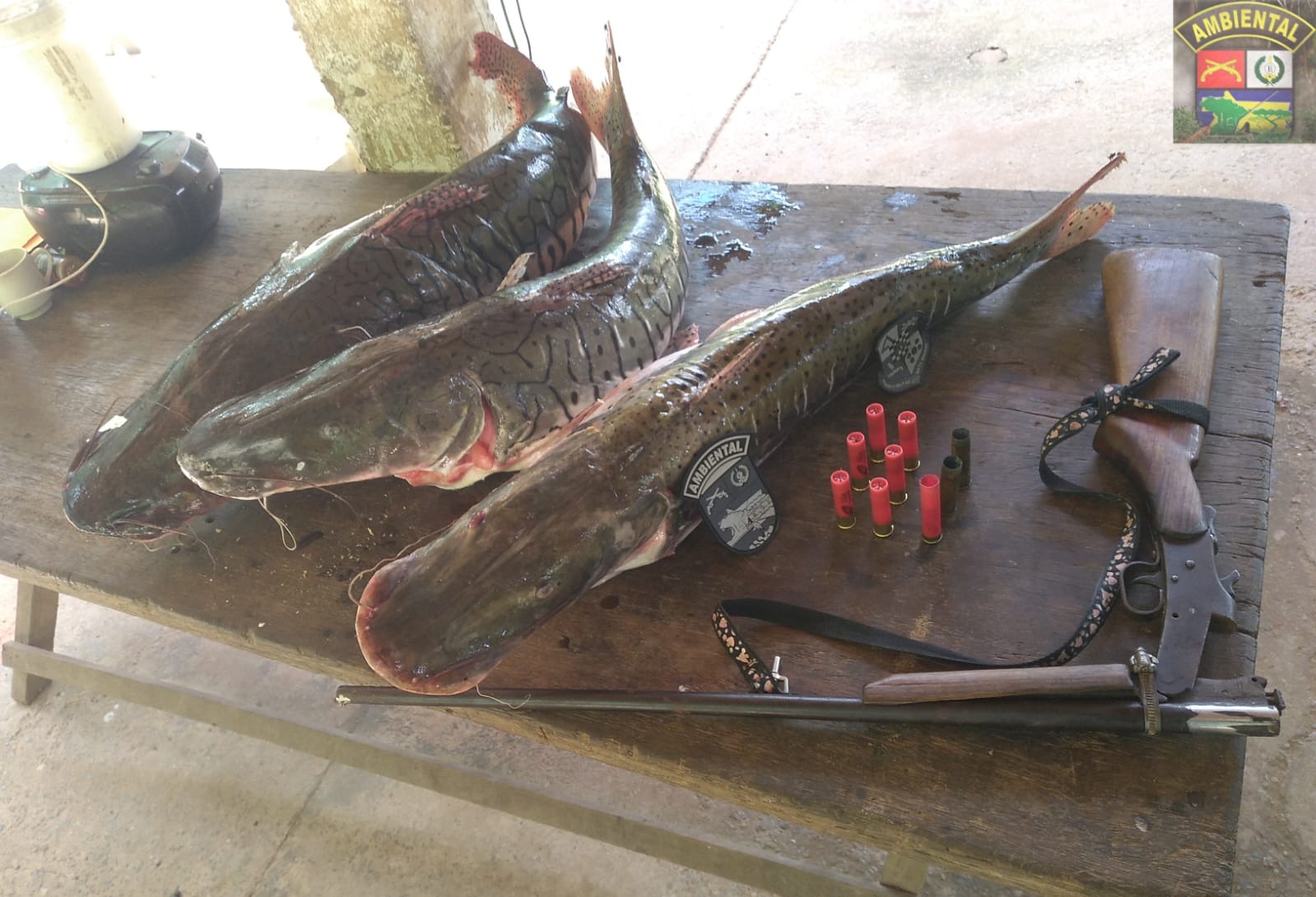 Batalhão Ambiental da PM flagra pesca irregular e apreende peixes, arma e munições com suspeito