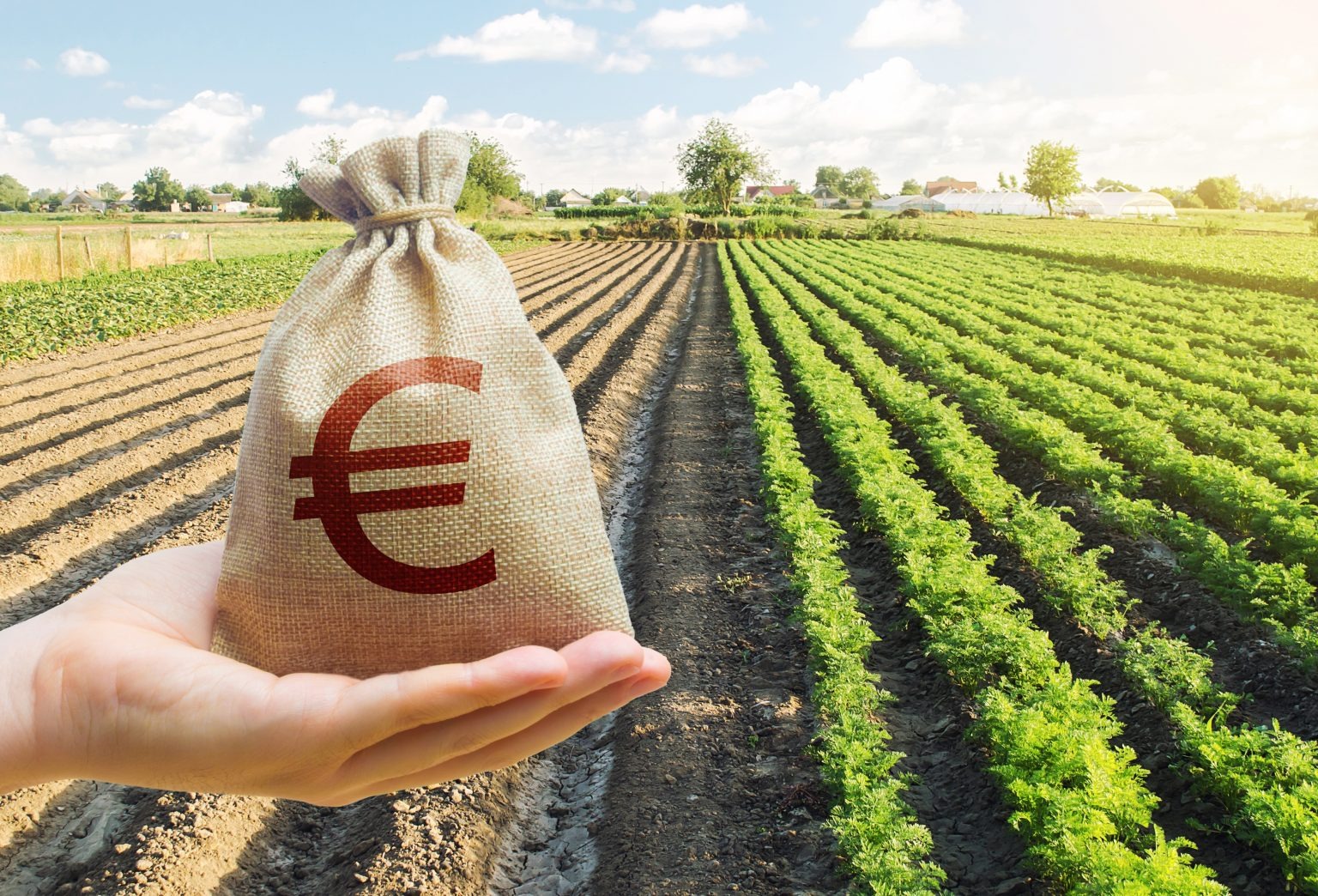 Advogada fala sobre crescimento do agronegócio, ações do Plano Collor e faz alerta sobre questões ligadas ao sistema bancário
