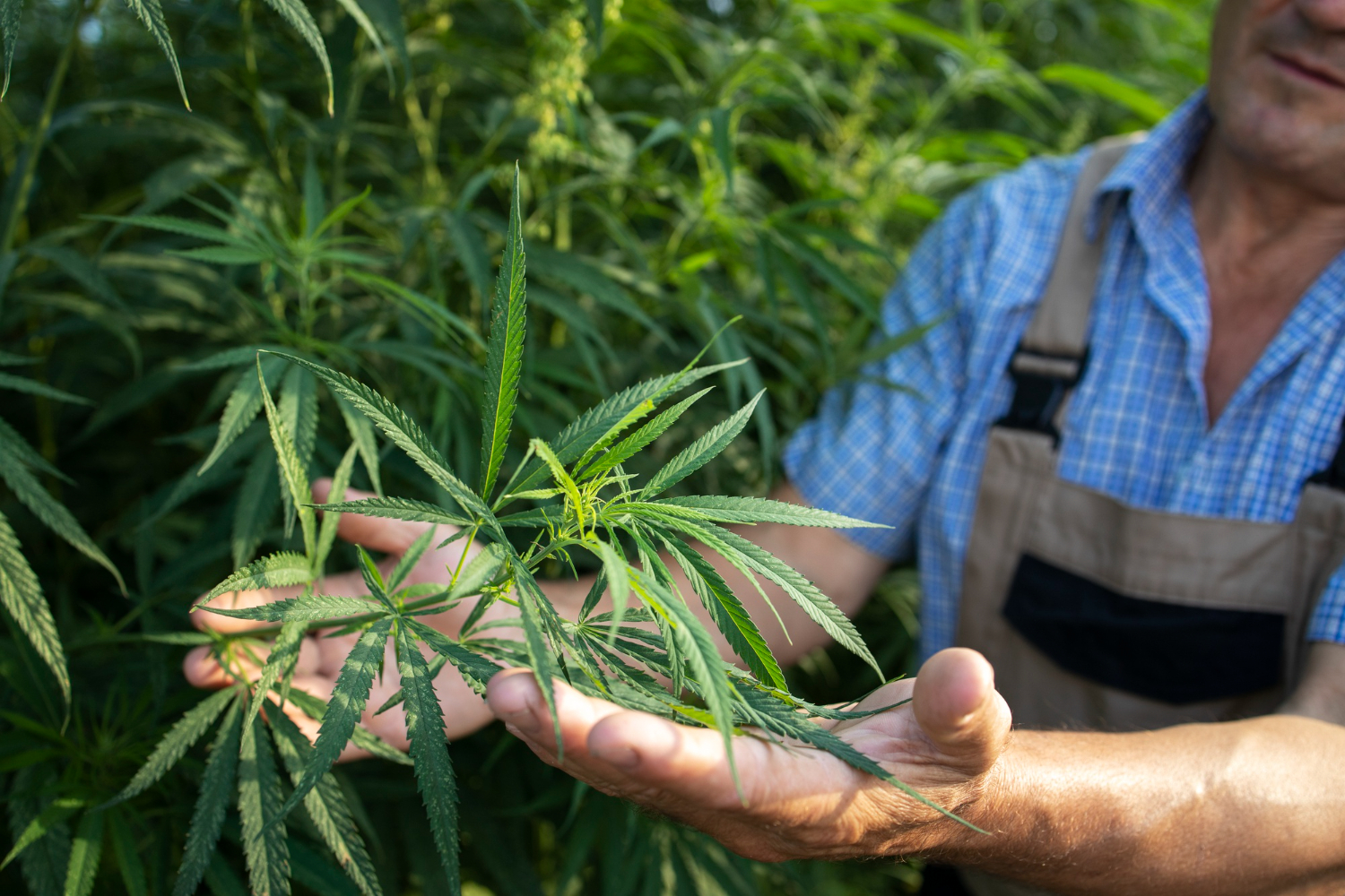 Marco Legal da Cannabis pode permitir plantio caseiro no Brasil