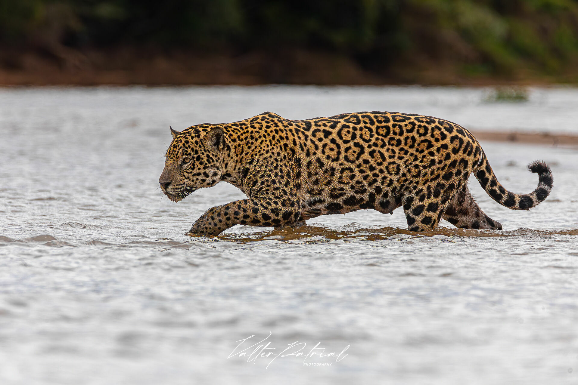 Fotógrafo cria expedição para amantes de fotografia clicarem a onça-pintada