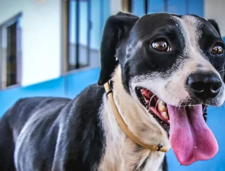 Centro Integrado de Bem-estar Animal de Rondonópolis Osvaldo Pereira Beltramini tem cães e gatos para adoção