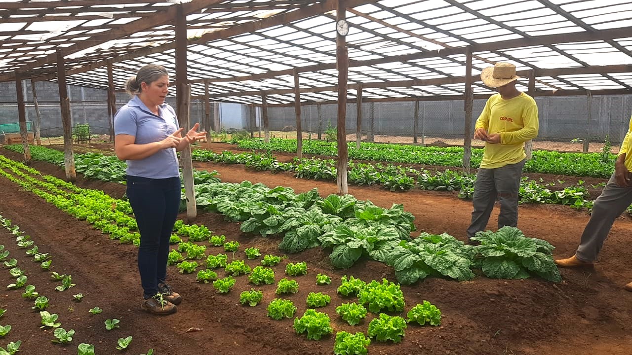 Horta em unidade prisional auxilia na ressocialização e complementa refeição de entidades filantrópicas