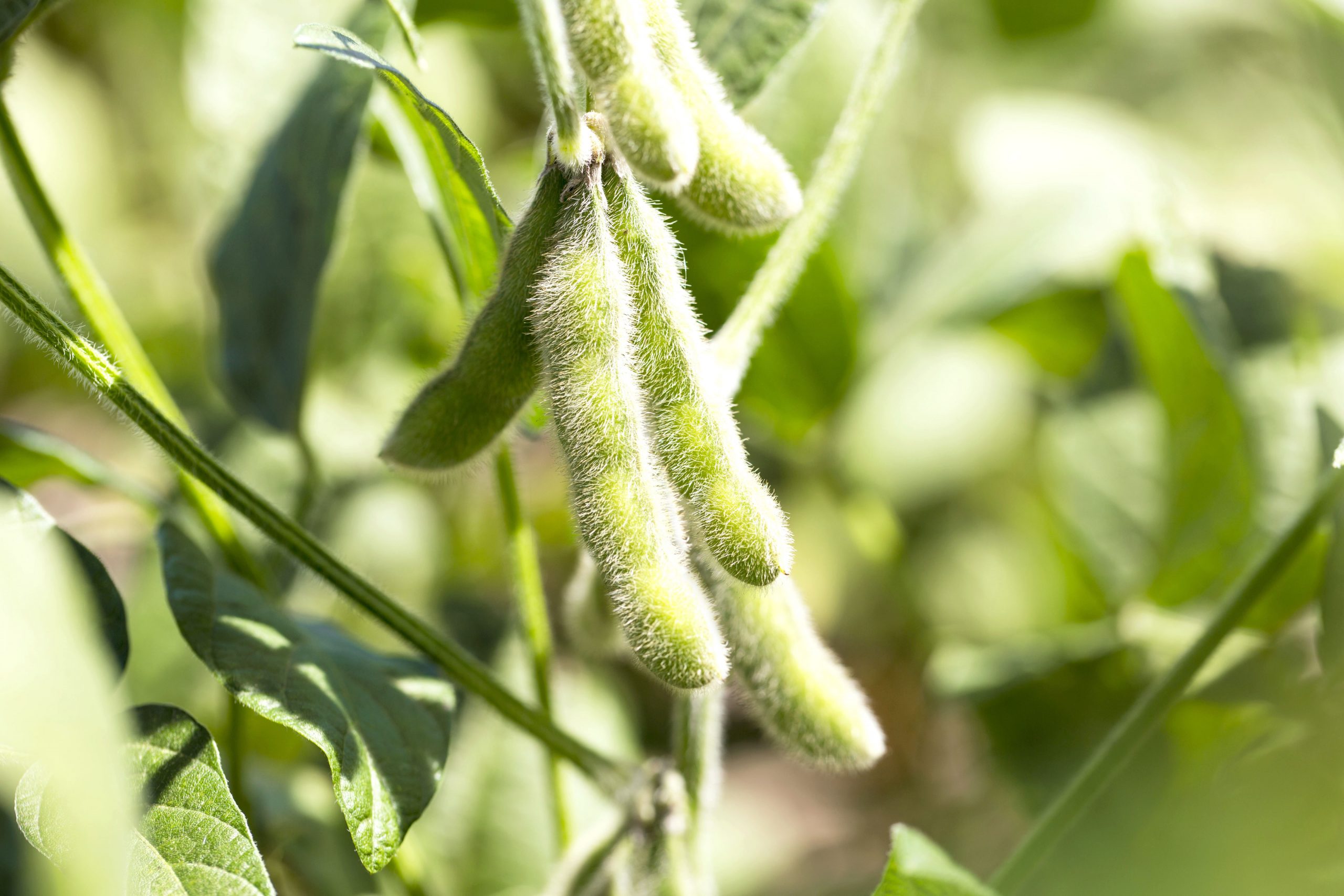Com previsão de margens apertadas, assertividade é a palavra da vez no campo