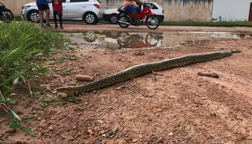 Após enchente, moradores registram sucuri amarela em rua de Cáceres