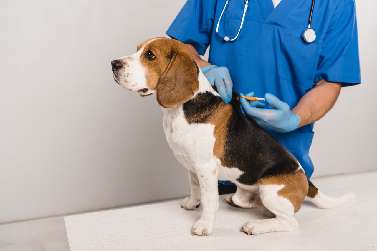 Cibear elenca benefícios da colocação de chip em bichos de estimação