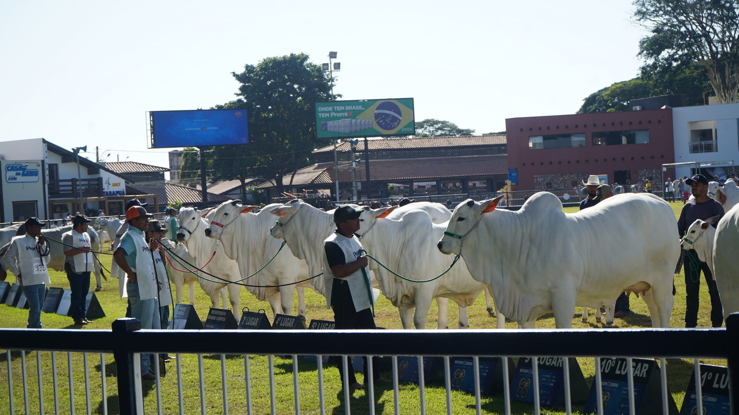 Protocolos de alta performance na IATF estarão em destaque na ExpoZebu e Acricorte