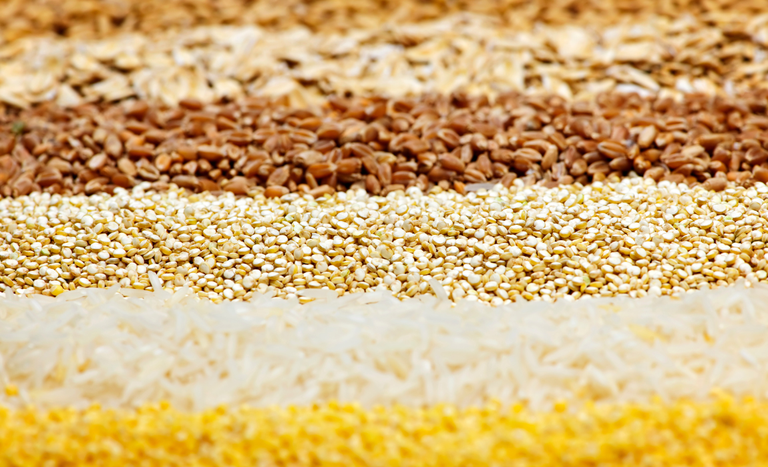 Brasil exportará semente de variadas espécies para a Arábia Saudita