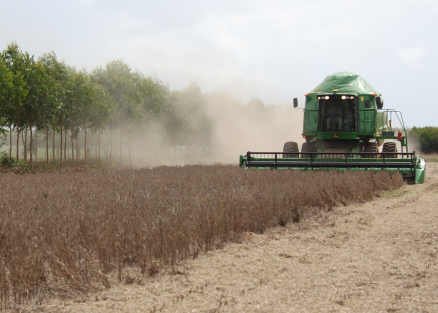 Antecipação de dessecação da soja reduz massa e quantidade de óleo no grão
