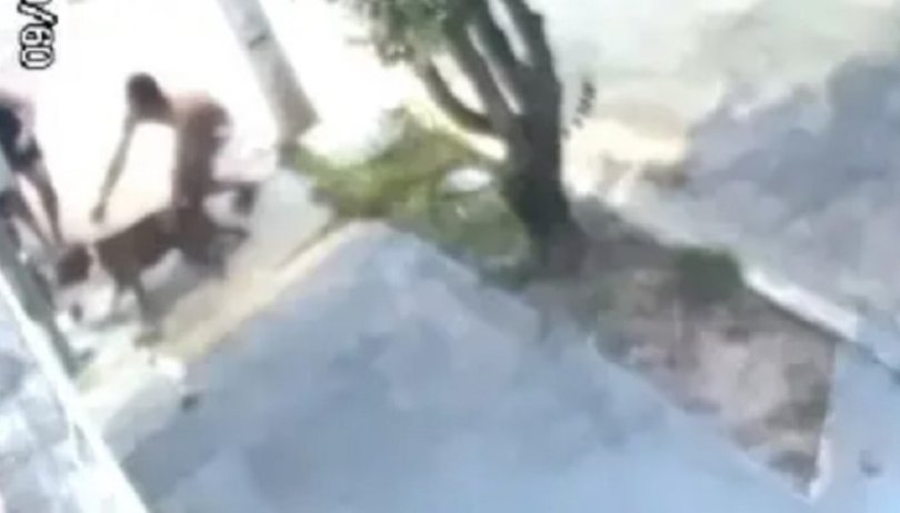 Avós salvam criança de 2 anos de ataque de pitbull em Cuiabá