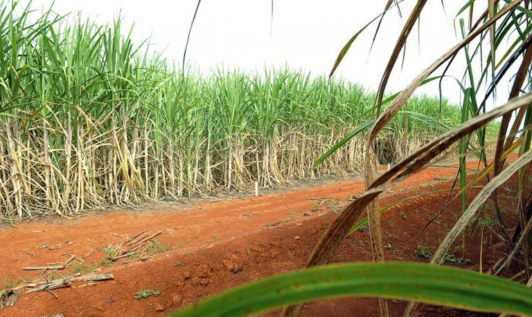 Produção de cana-de-açúcar na safra 2023/24 é a maior da série histórica da Conab