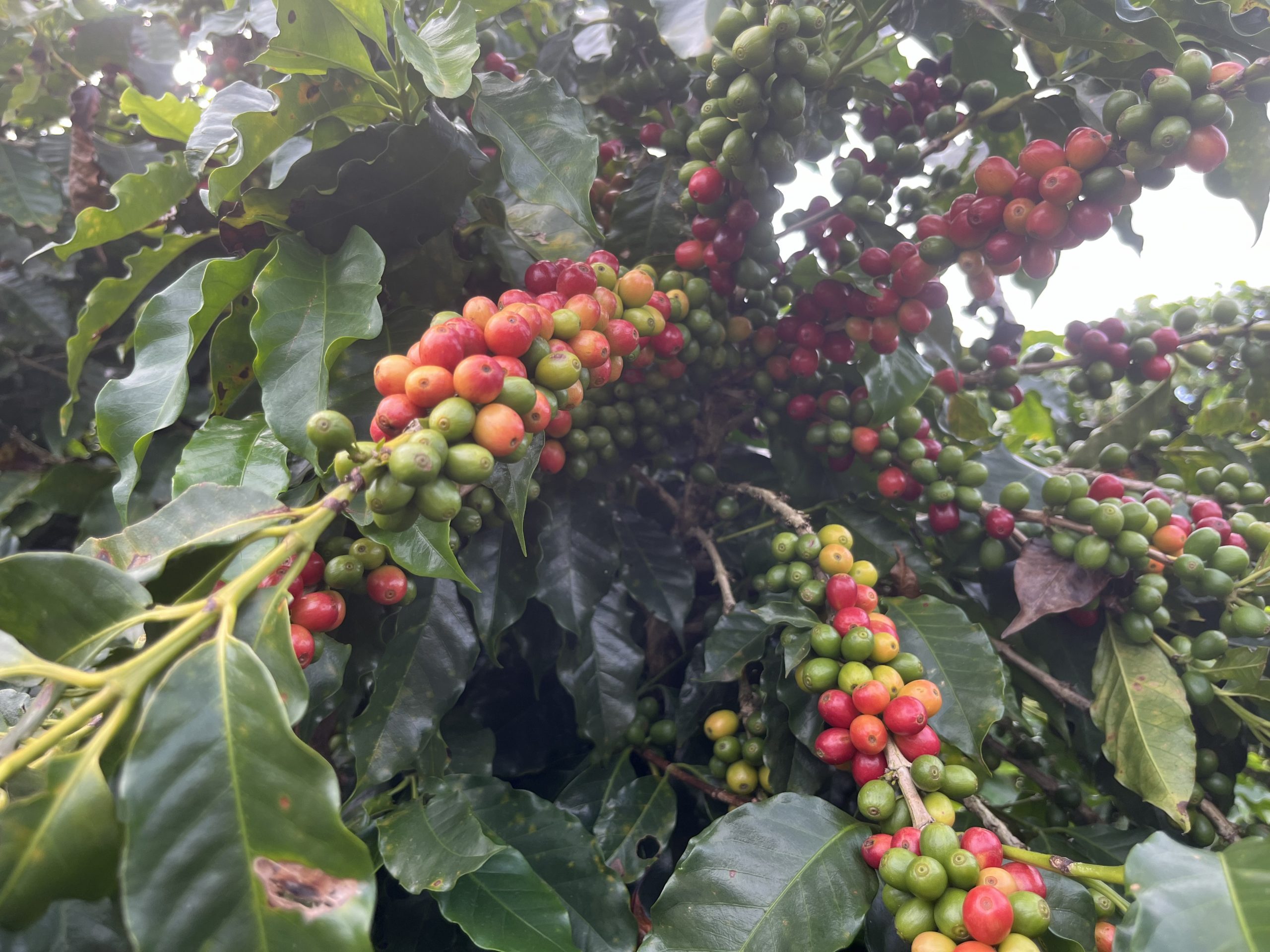 Granizo e geadas ameaçam produção de café