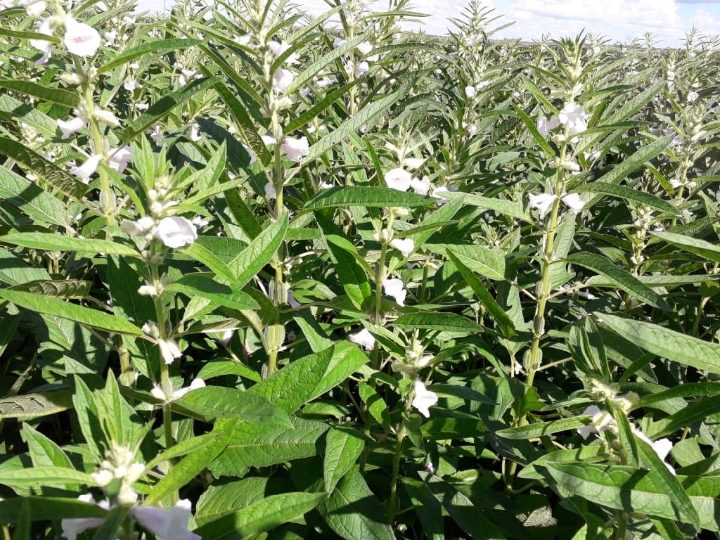 Produção de gergelim deve aumentar 105,8% em Mato Grosso e está acima da média nacional, aponta Conab