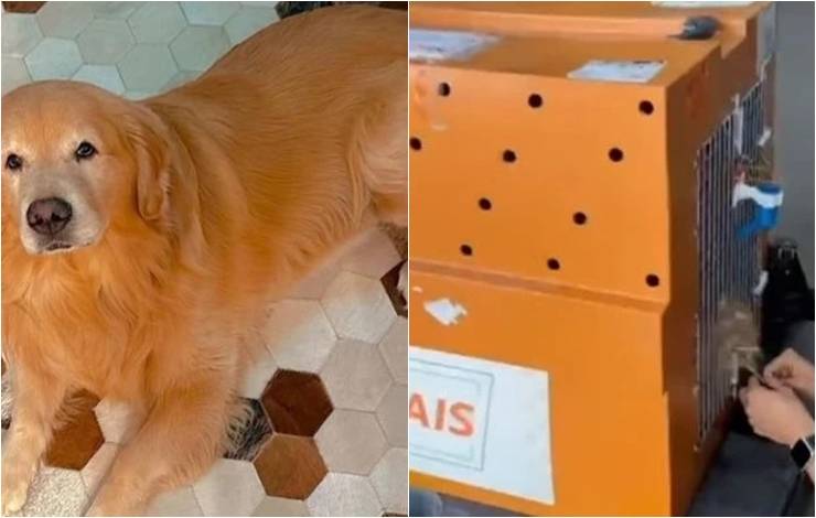 ANAC instaura processo para apurar morte do cachorro Joca