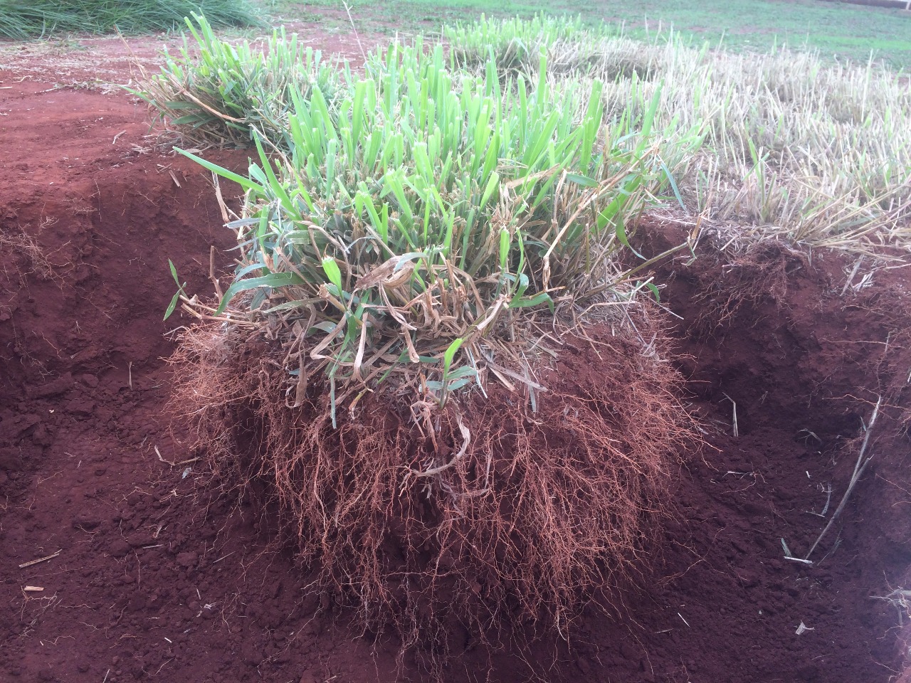 Capim Day Cuiabá: estação técnica mostra no campo vantagens da brachiaria híbrida