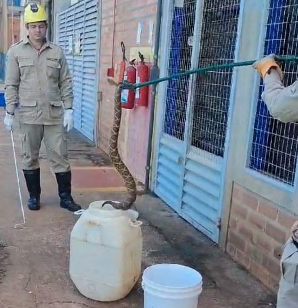 Campo Verde | Cascavel é encontrada dentro de balde em pátio de empresa