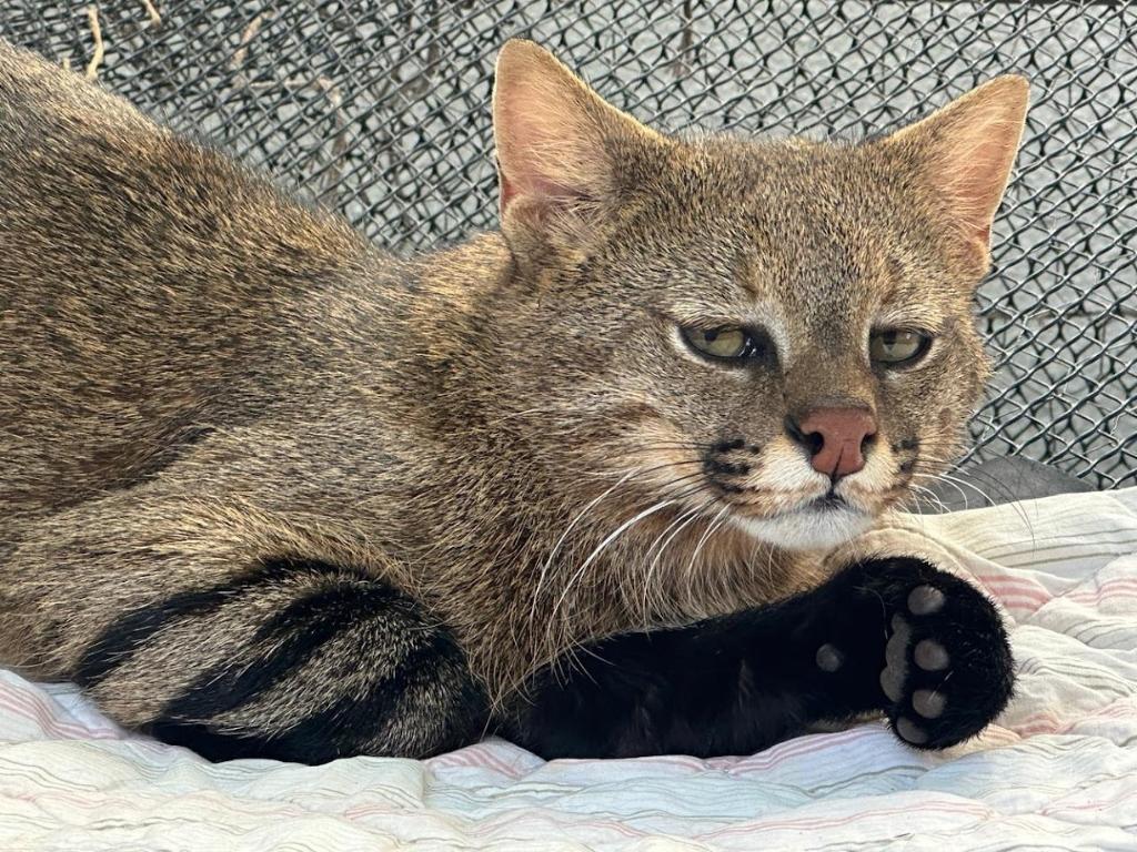 Gato-palheiro resgatado em MT passa a viver em zoológico de SP para reprodução da espécie