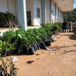 Rondonópolis | Agricultura impulsiona produção de frutas com entrega de 2.500 mudas para pequenos agricultores 2