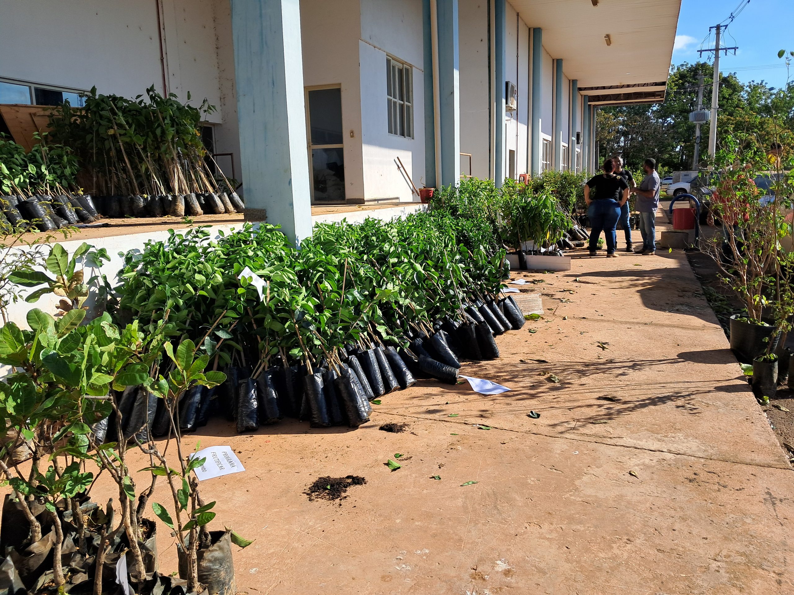 Rondonópolis | Agricultura impulsiona produção de frutas com entrega de 2.500 mudas para pequenos agricultores