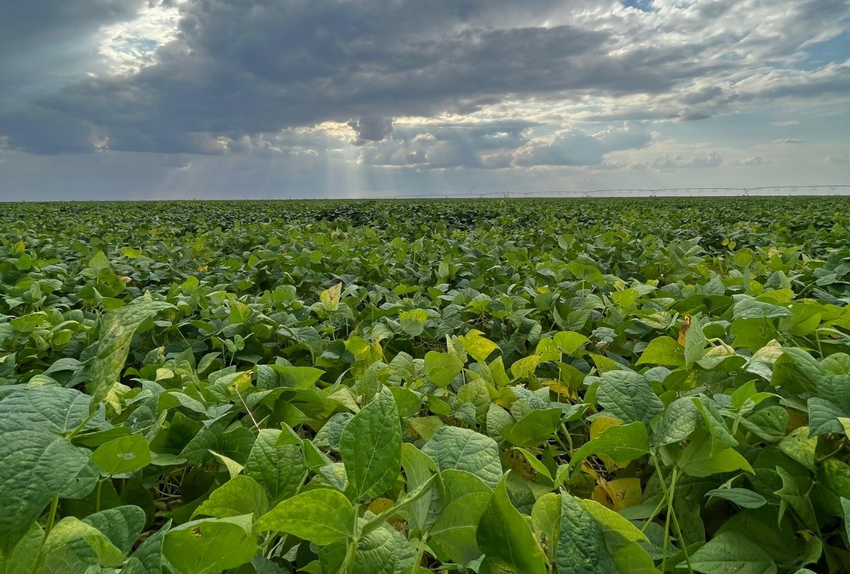 Aprofir-MT promove levantamento sobre os preços do feijão em Mato Grosso