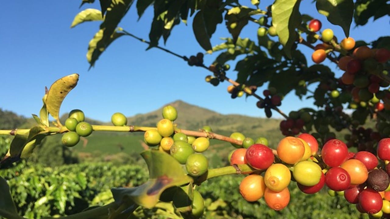 Produtividade de café em Mato Grosso cresce 185% em 10 anos