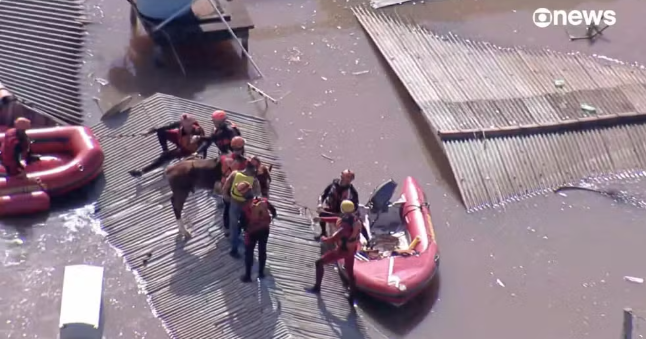 Égua Caramelo é resgatada depois de ficar ilhada em telhado em Canoas
