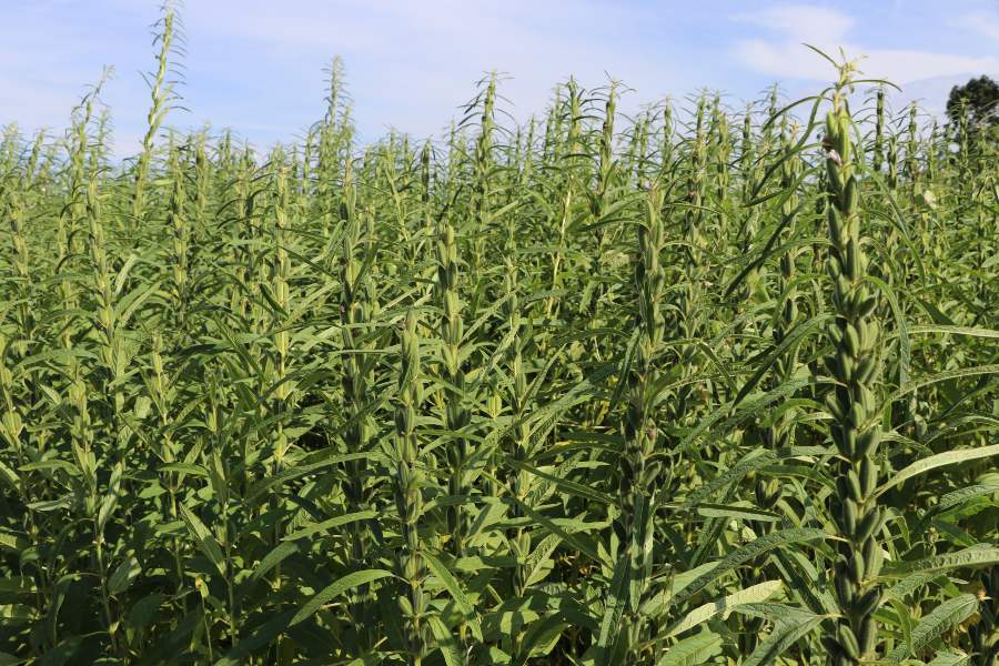 Pesquisa traz recomendações técnicas para cultivo de gergelim em Mato Grosso