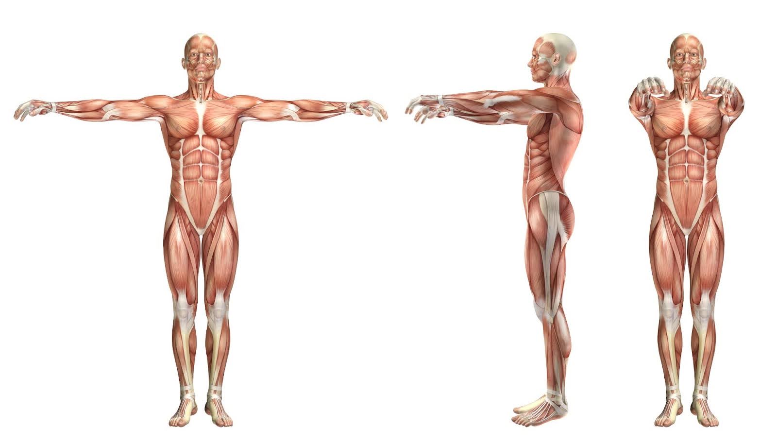 Fáscia: o que é e como saber se ela está saudável?