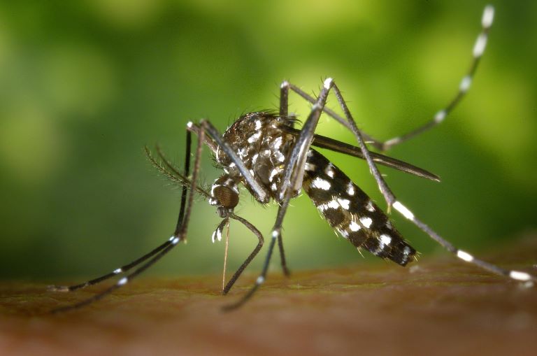 Veja todos os números da dengue nas cidades brasileiras
