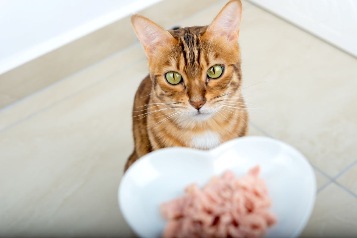 5 benefícios do alimento úmido para os pets
