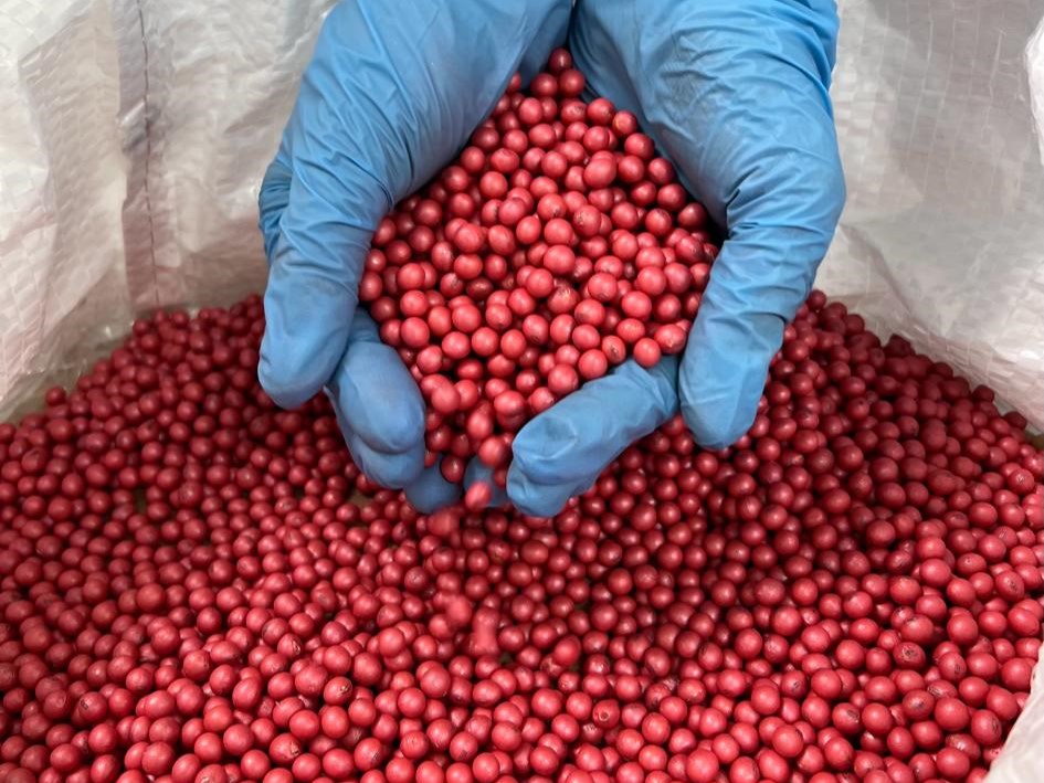 Seed Coating: revestimento de sementes cresce e pode atingir USD 5 bilhões em valor de mercado até 2032