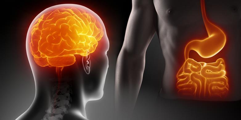 Dieta Rica em Gordura: Impacto na Sinalização do Eixo Microbiota-Intestino-Cérebro e Ansiedade
