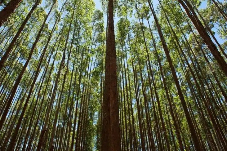 Oxitec e Suzano celebram parceria para controlar uma das principais pragas do eucalipto