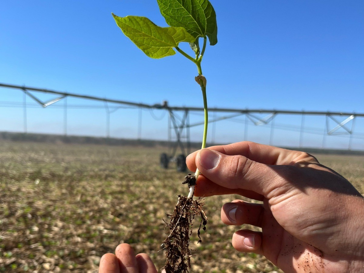 Produtores driblam dificuldades e investem no cultivo do feijão em Mato Grosso