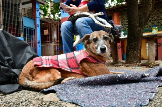 Projeto que concede auxílio a protetores de animais é aprovado em Cuiabá