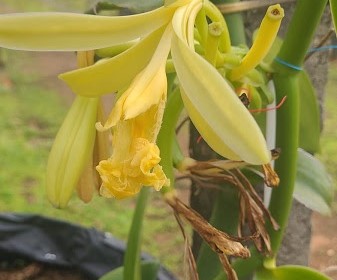 Baunilhas da Embrapa Cerrados têm sua primeira floração