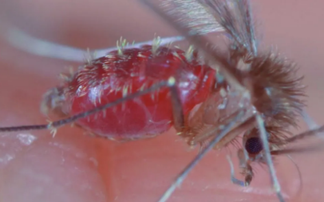 Vigilância epidemiológica confirma leishmaniose visceral como causa de mortes de dois bebês em Rondonópolis