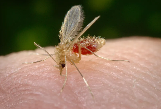 Dois bebês morrem com suspeita de leishmaniose visceral em Rondonópolis