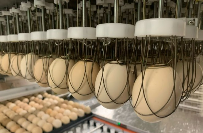 Técnica para a vacinação in ovo nos incubatórios