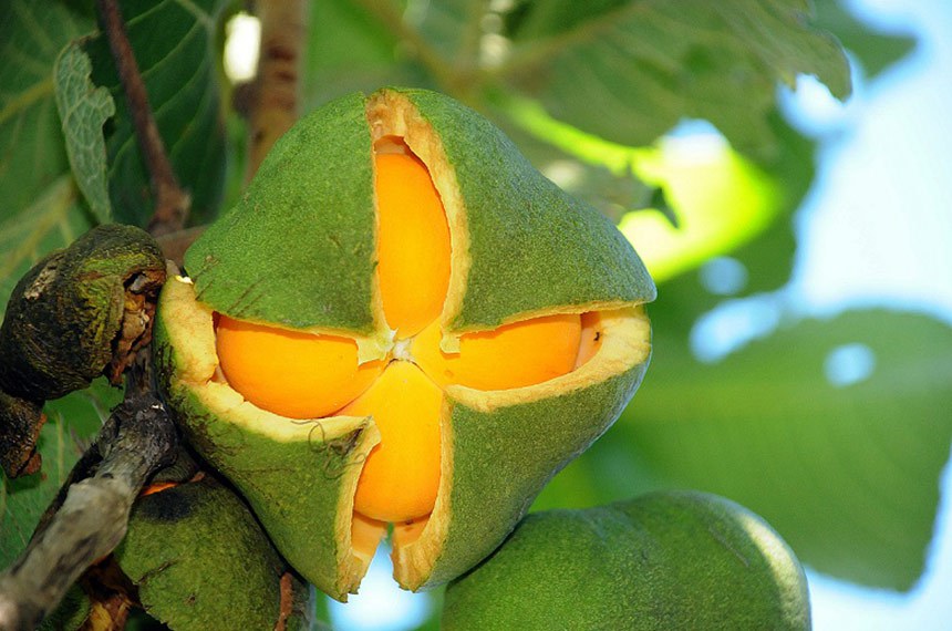 Lei institui política de valorização do pequi e outros frutos do Cerrado