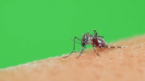 Epidemia de dengue assusta: como proteger sua casa dos insetos durante o verão