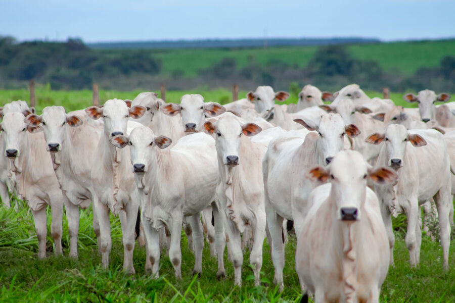 Com quase 1 mi de animais comercializados, maior leilão do Brasil acontece esta semana em MT